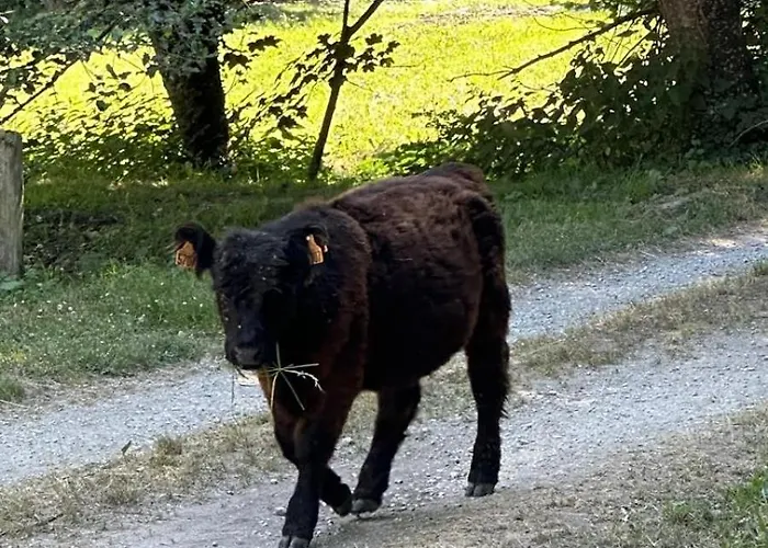 Campeggio Domaine Du Fourtet