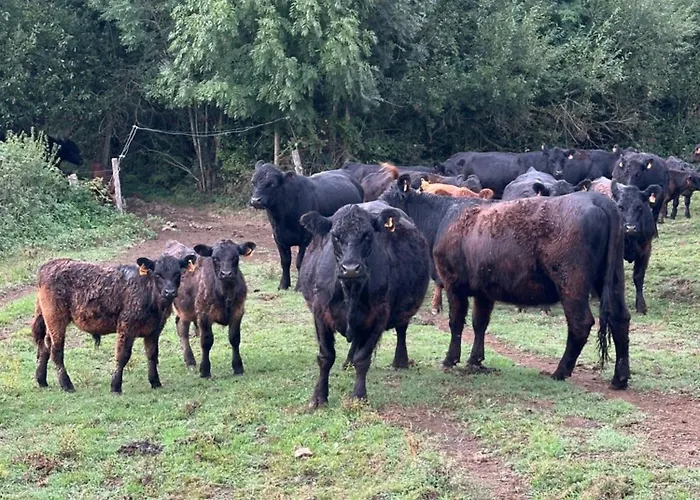 Domaine Du Fourtet Campeggio Arfons